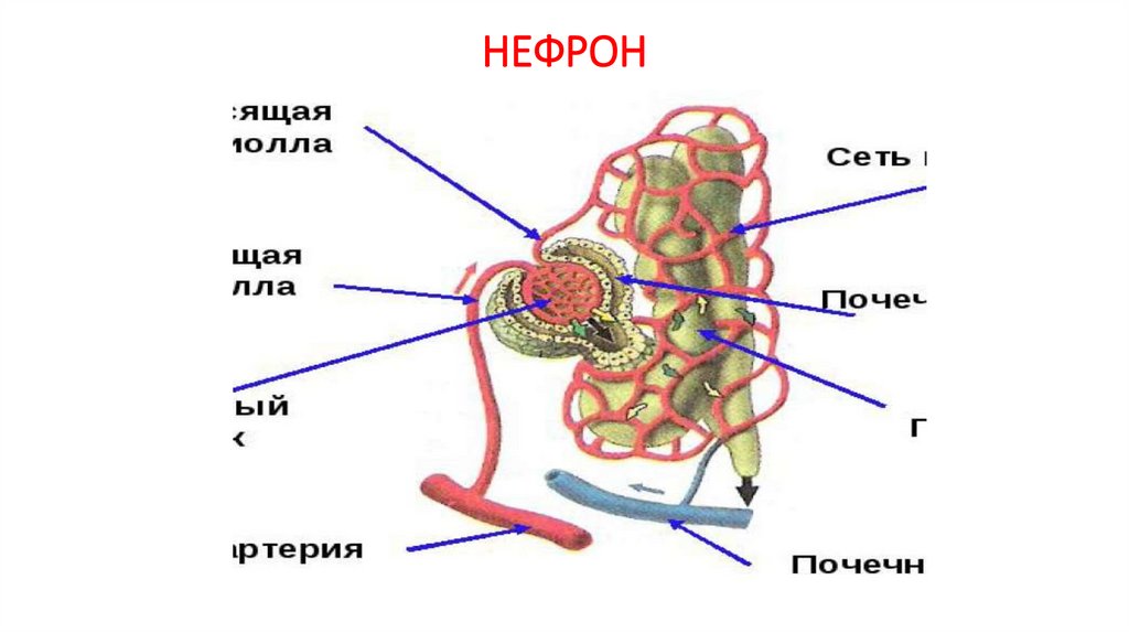 Нефрон где