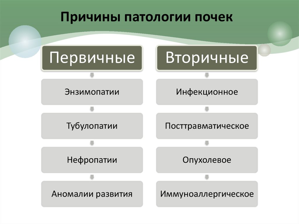 Патология почек. Причины патологии почек. Первичные энзимопатии. Первичные и вторичные энзимопатии.