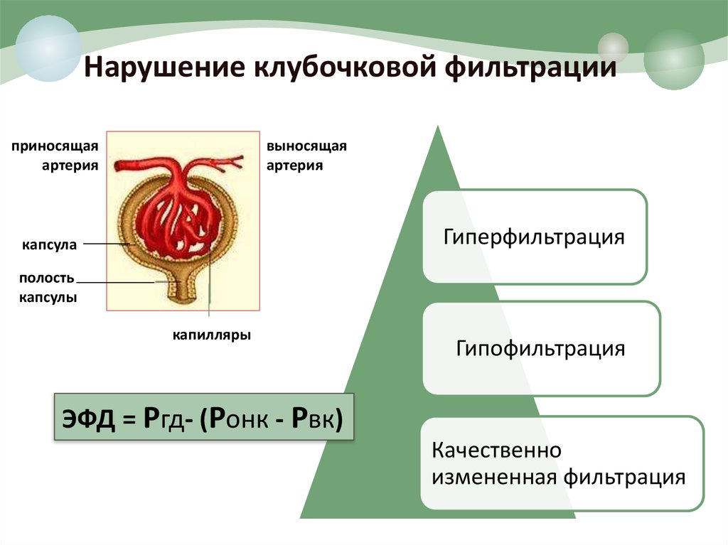 Клубочковая фильтрация. Нарушение клубочковой фильтрации. Причины нарушения клубочковой фильтрации. Механизмы нарушения клубочковой фильтрации. Причины и механизмы нарушений клубочковой фильтрации.