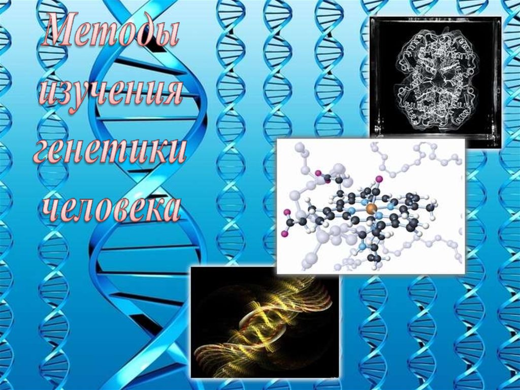 Презентация на тему генетика