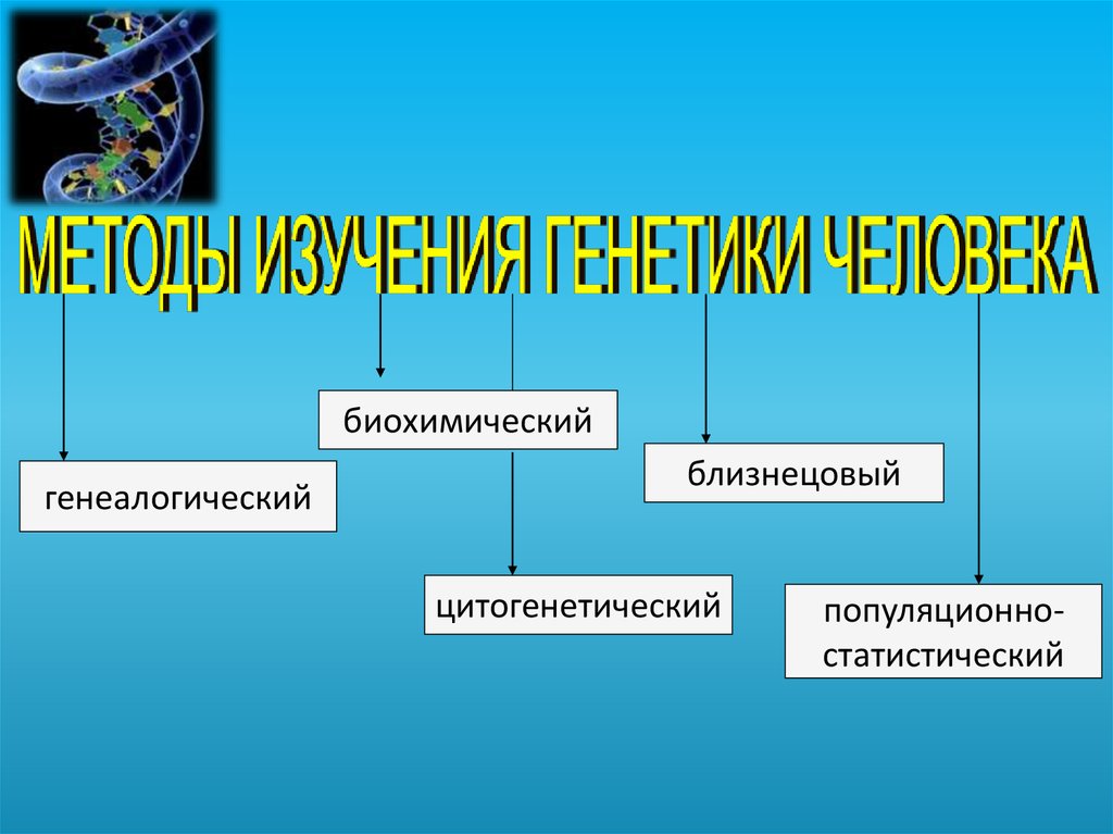 Методы генетики человека презентация 10 класс