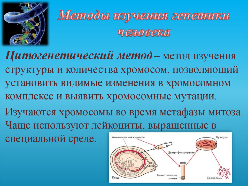 Методы изучения генетики человека презентация