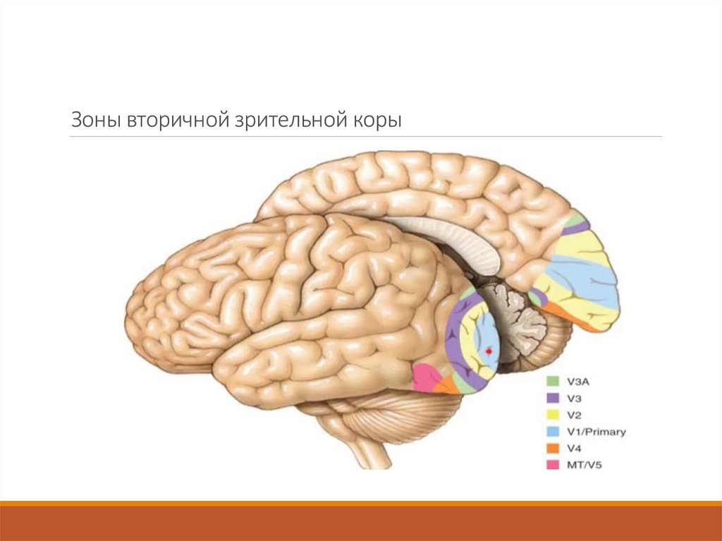 Зрительная зона находится