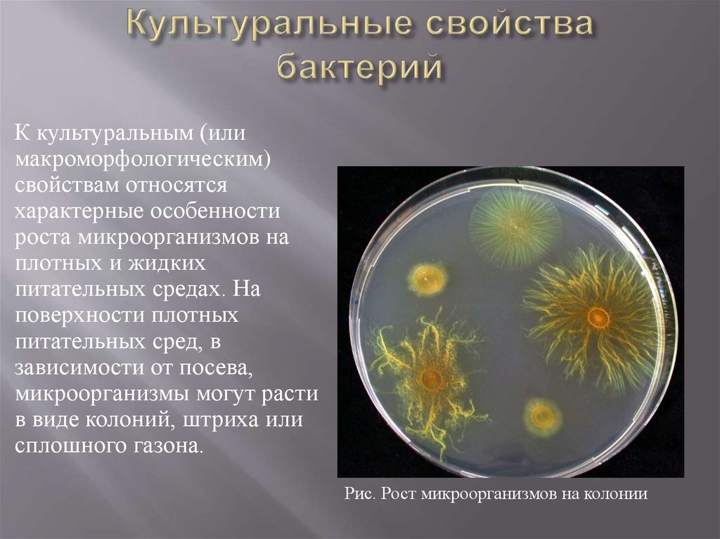 Характер роста бактерий. Колонии бактерий на питательной среде. Культуральное свойство микроорганизмов. Рост бактерий на плотных питательных средах. Культуральные свойствабакткрий.