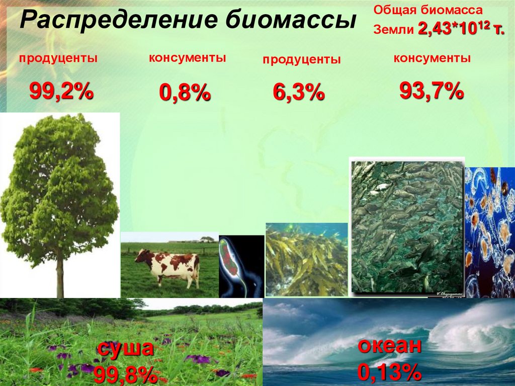 Чья биомасса в биосфере больше. Биомасса живых организмов. Биомасса биосферы. Распределение биомассы на земле. Биомасса живого вещества.