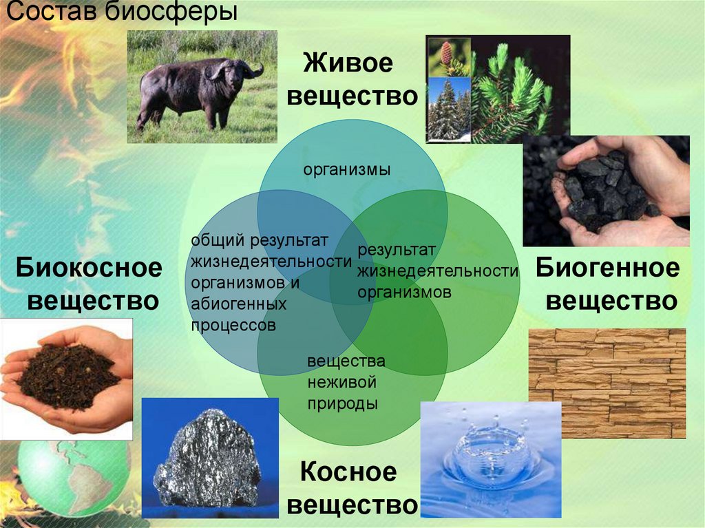 Презентация на тему компоненты биосферы