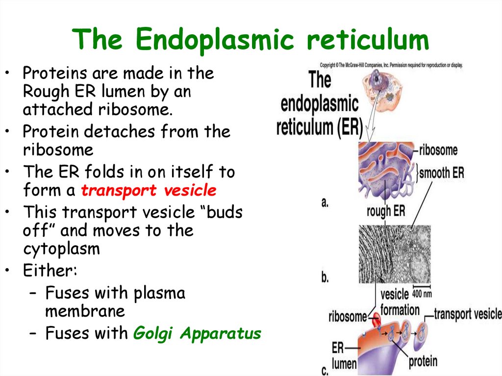 The Endoplasmic reticulum