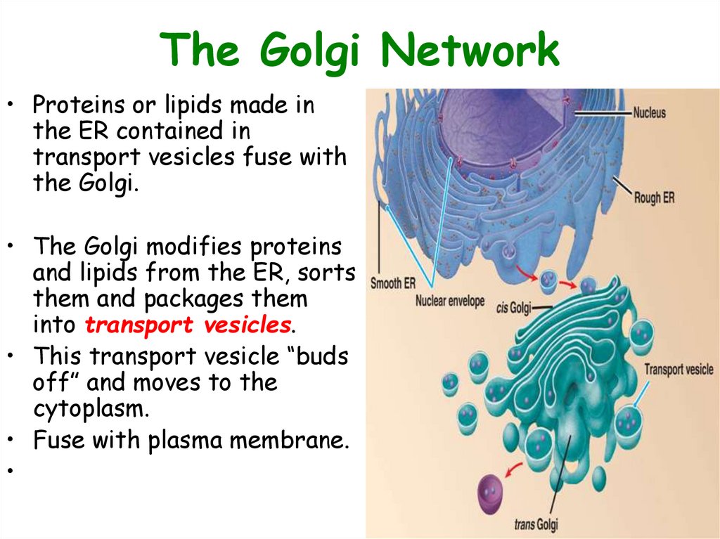 The Golgi Network