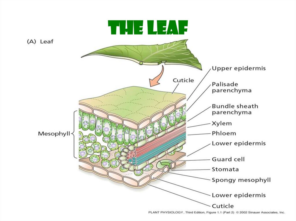 parts-of-a-leaf-diagram-quizlet