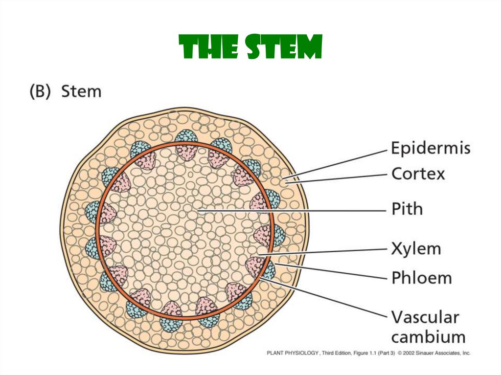 plant-cells-overview-of-plant-structure-online-presentation