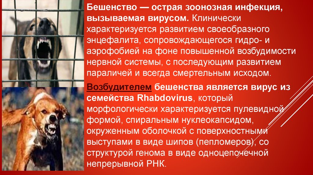 Бешенство зоонозная инфекция. Презентация по бешенству у животных. Бешенство презентация.