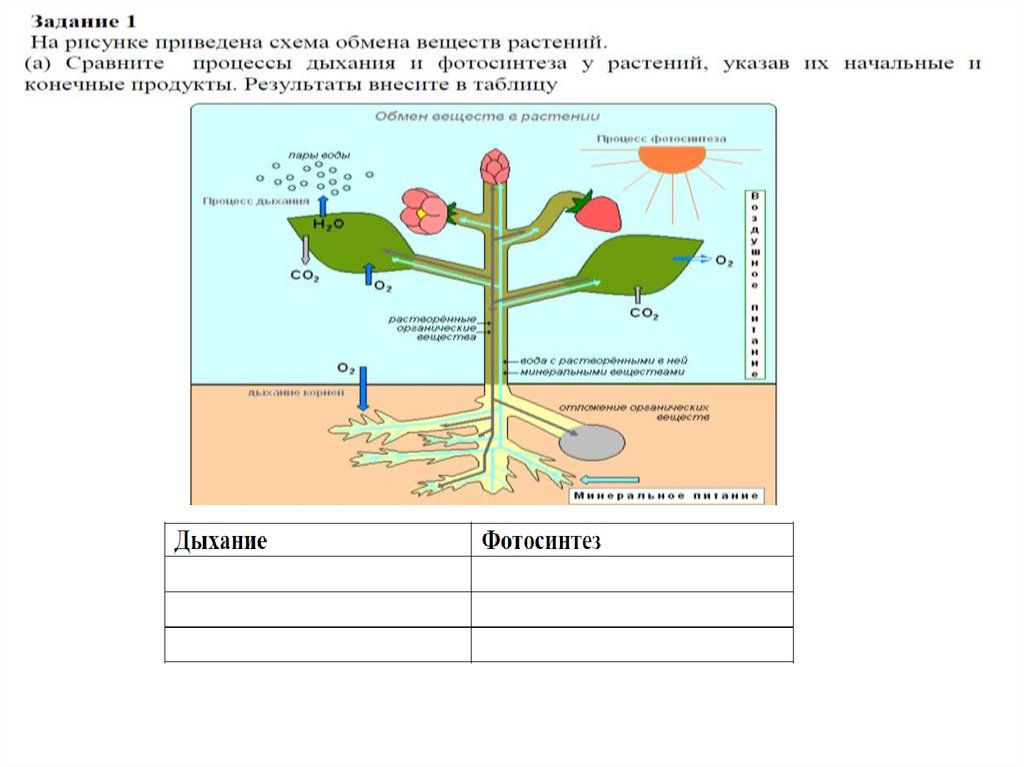 Обмен веществ у растений тест 6 класс. Обмен веществ у растений. Схема обмена веществ у растений. Выделение и обмен веществ у растений. Выделение у растений схема.