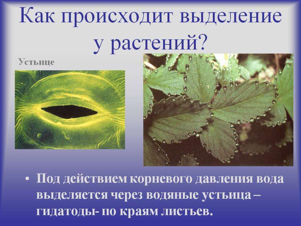 Тест по биологии выделение у растений. Выделение у растений. Выделение у растений кратко. Как происходит выделение вредных веществ у растений. Органы выделения у растений.