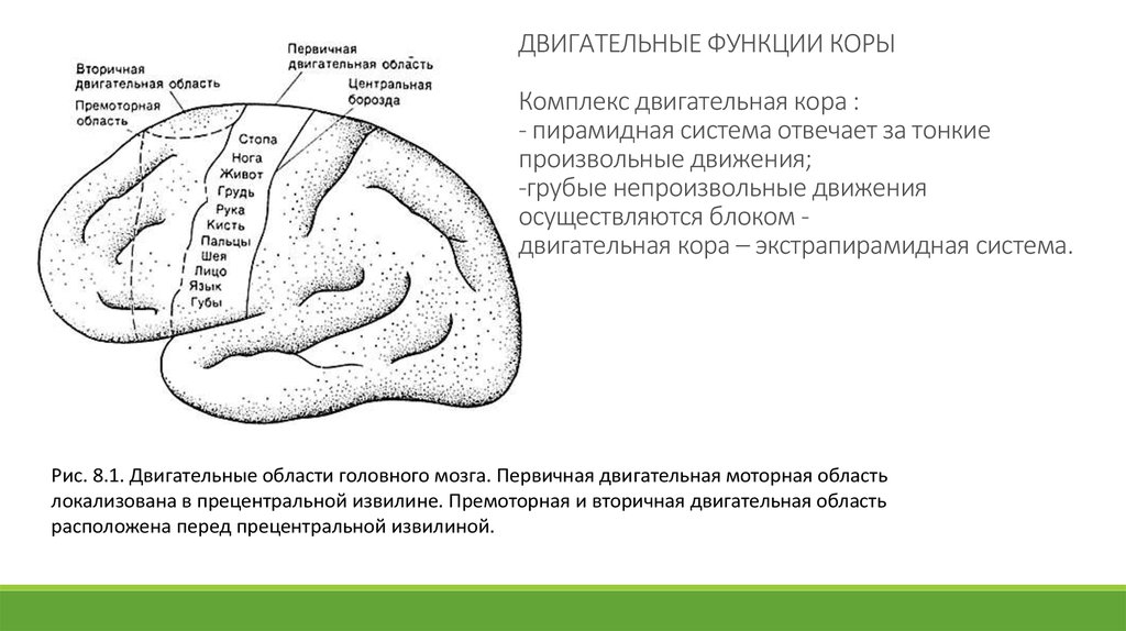 Функции коры. Моторная кора функции. Регуляция двигательных функций коры больших полушарий. Префронтальная и премоторная кора головного мозга. Функции премоторной коры головного мозга.