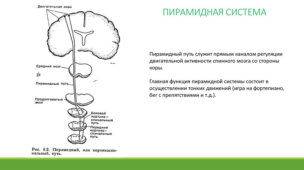 Пирамидные пути картинки