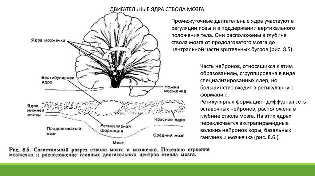 Мозжечок на схеме