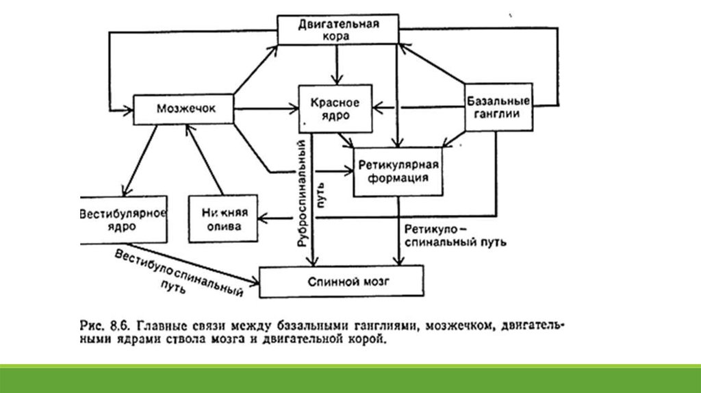 Пути взаимодействия. Пути взаимодействия центров регуляции движений. Общая схема центральной регуляции двигательной активности. Схема двигательных движений. Центральные механизмы регуляции движений.