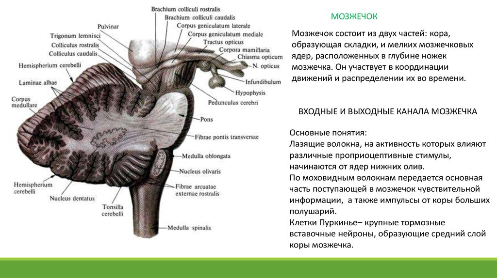 Мозжечок на уровне миндалин. Строение мозжечка анатомия. Перешеек ромбовидного мозга строение. Треугольник петли перешеек ромбовидного мозга. Перешеек мозга ромбовидный мозг.