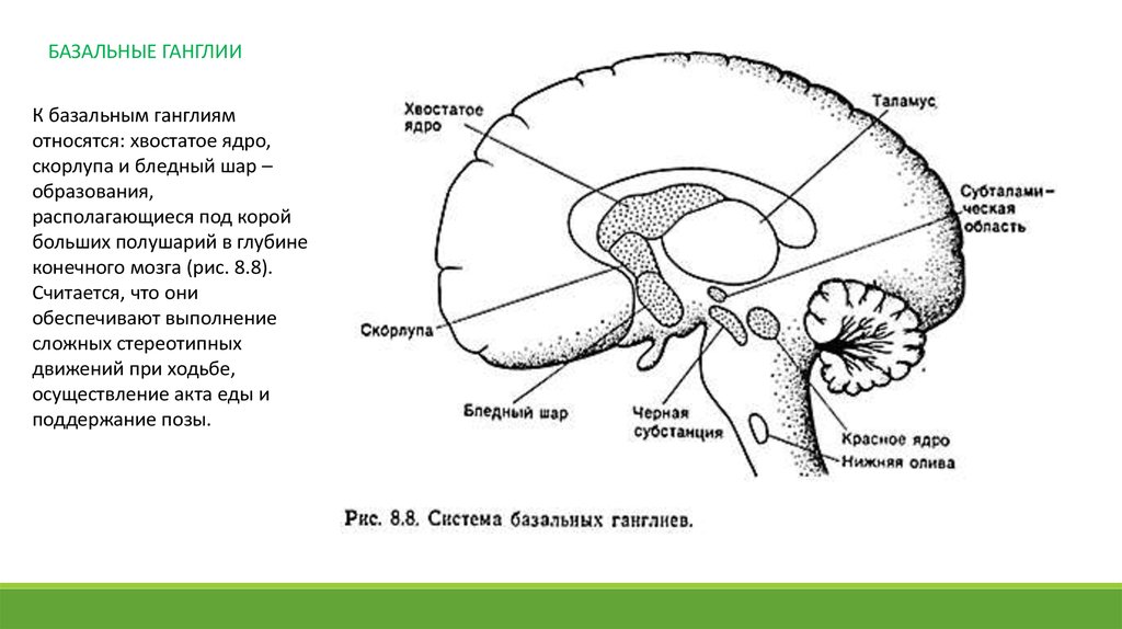 Базальные ганглии мозга. Хвостатое ядро мозга строение. Базальные ядра это подкорковые центры. Ядра таламуса промежуточного мозга. Ядра промежуточного мозга анатомия.
