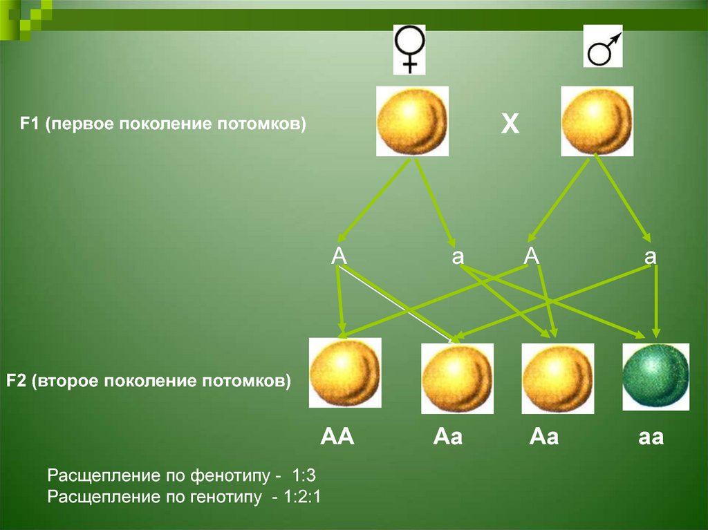 Зеленая окраска доминирует над желтой