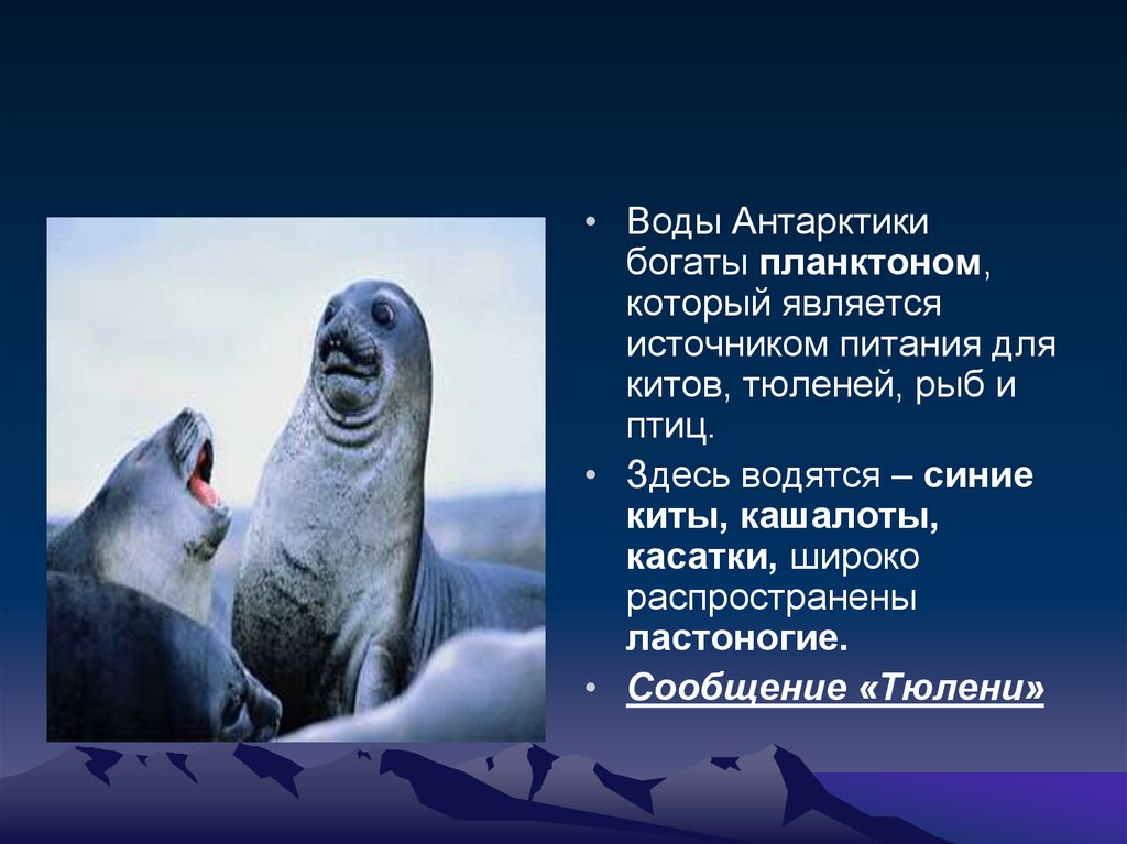 Сообщение о животных антарктиды. Ластоногие Антарктиды. Сообщение о тюлене. Презентация Антарктида тюлени. Морской котик информация.