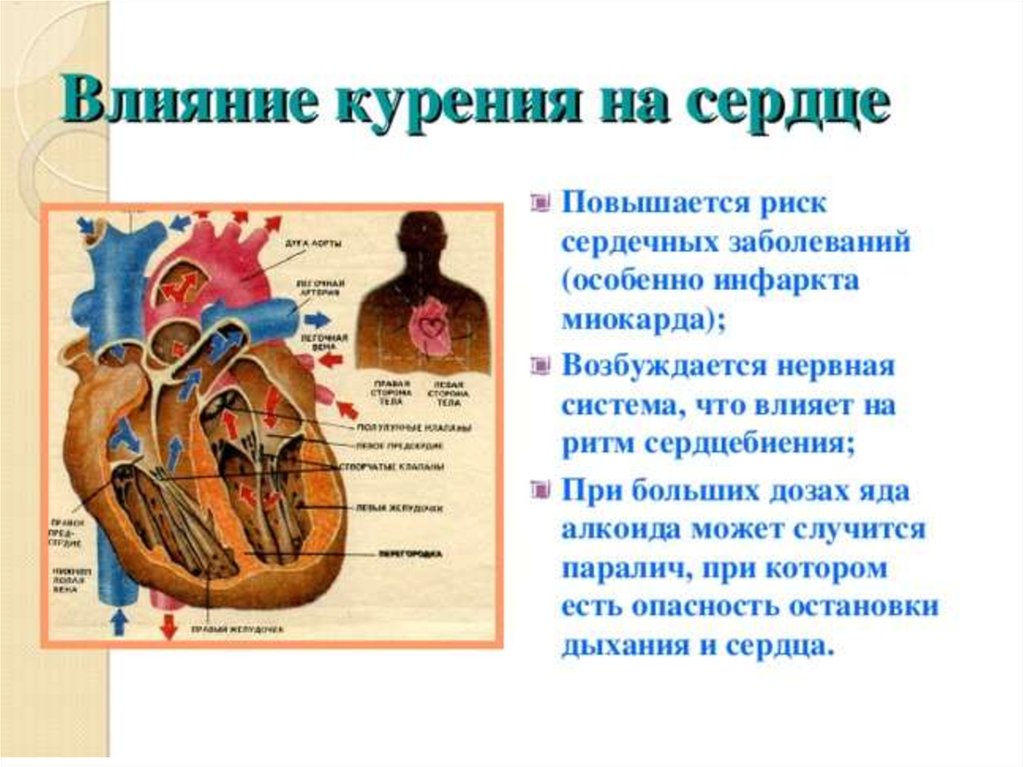 Влияние курения табака на кровеносную. Влияние курения на сердце. Влияние никотина на сердце. Влияние табачного дыма на сердце. Влияние табакокурения на сердце.