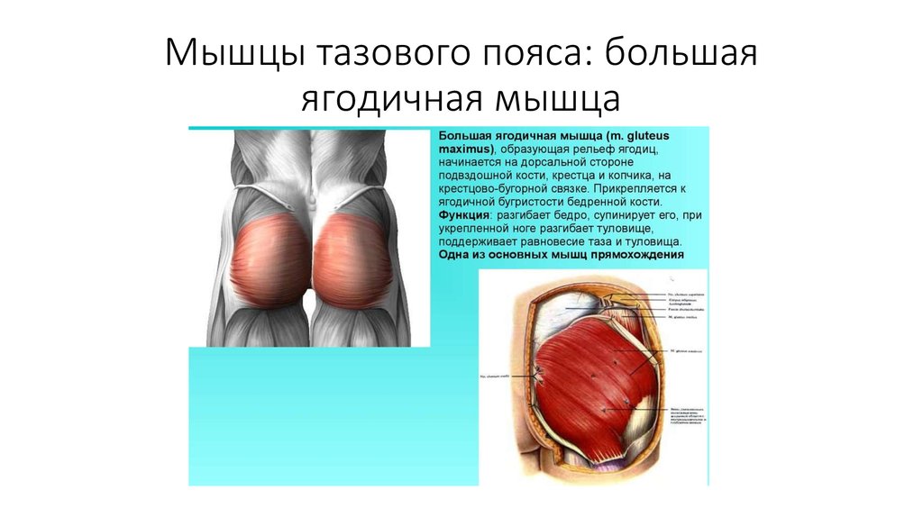 Функции большой ягодичной. Большая ягодичная мышца функции. Средняя ягодичная мышца функции. Функции большой ягодичной мышцы и места. Большая ягодичная мышца таза.