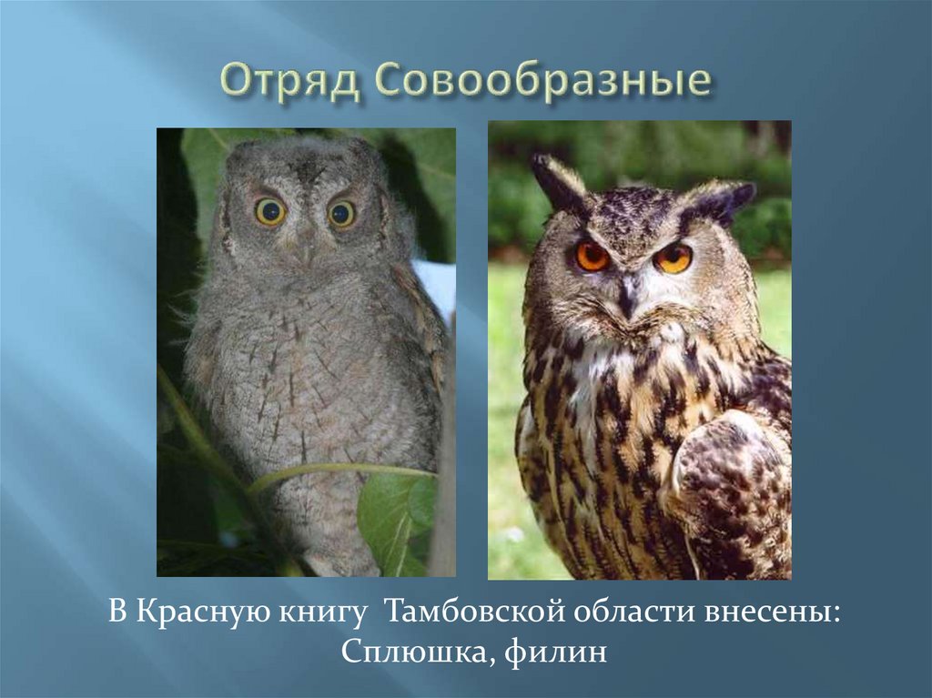 Отряд совообразные виды. Отряд Совообразные представители. Отряд Совы. Совы представители. Отряд птиц Совообразные.