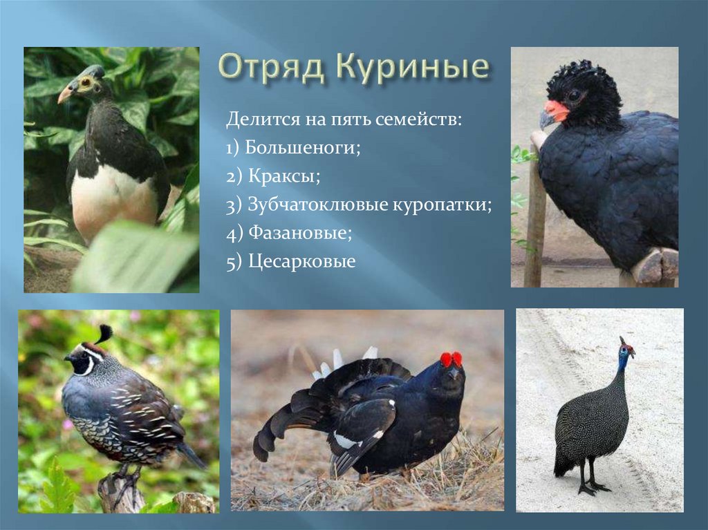 Птицы отряда куриных список с фото