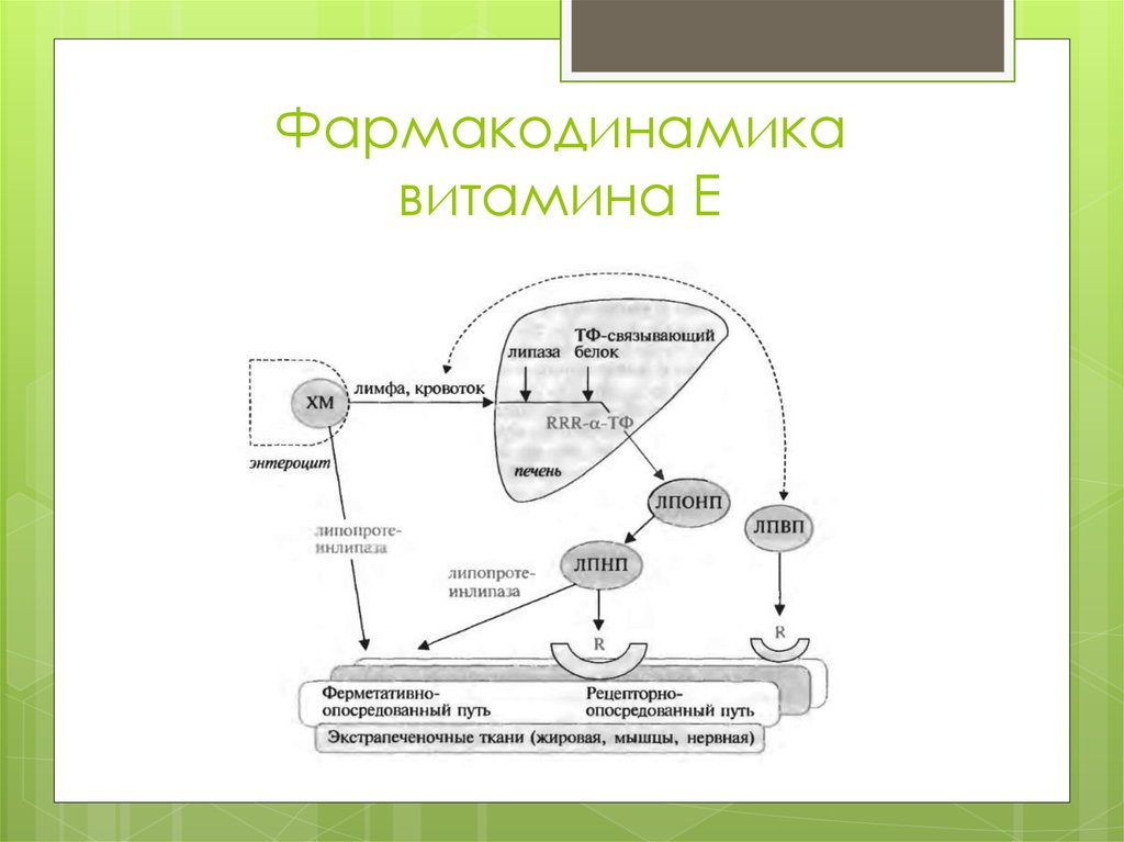 Витамин д фармакология презентация