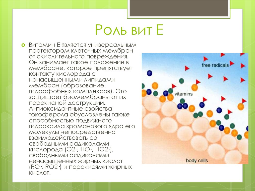 Роль е. Клеточные мембраны и витамин е. Витамин е мембраны. Витамины в составе клеточных мембран. Фармакодинамика витамина е.