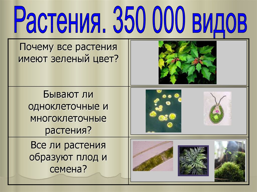 Классификация растений 3 класс