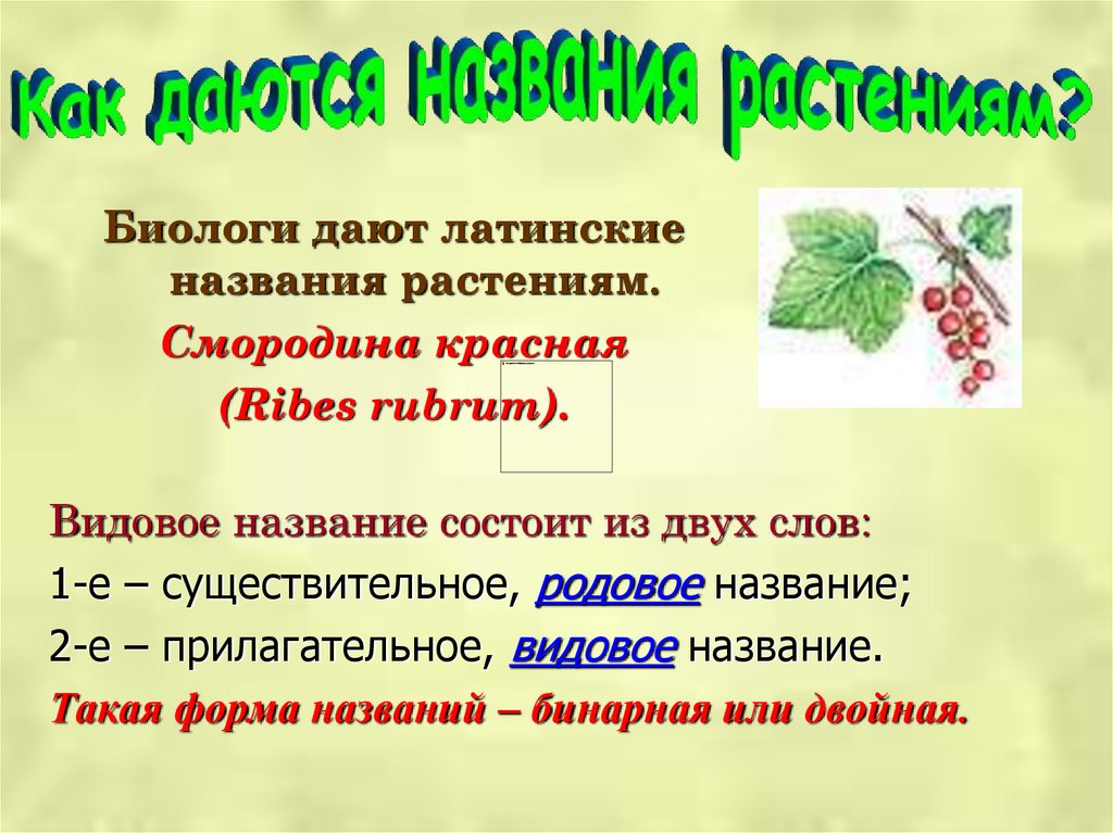 Презентация культурных растений 2 класс