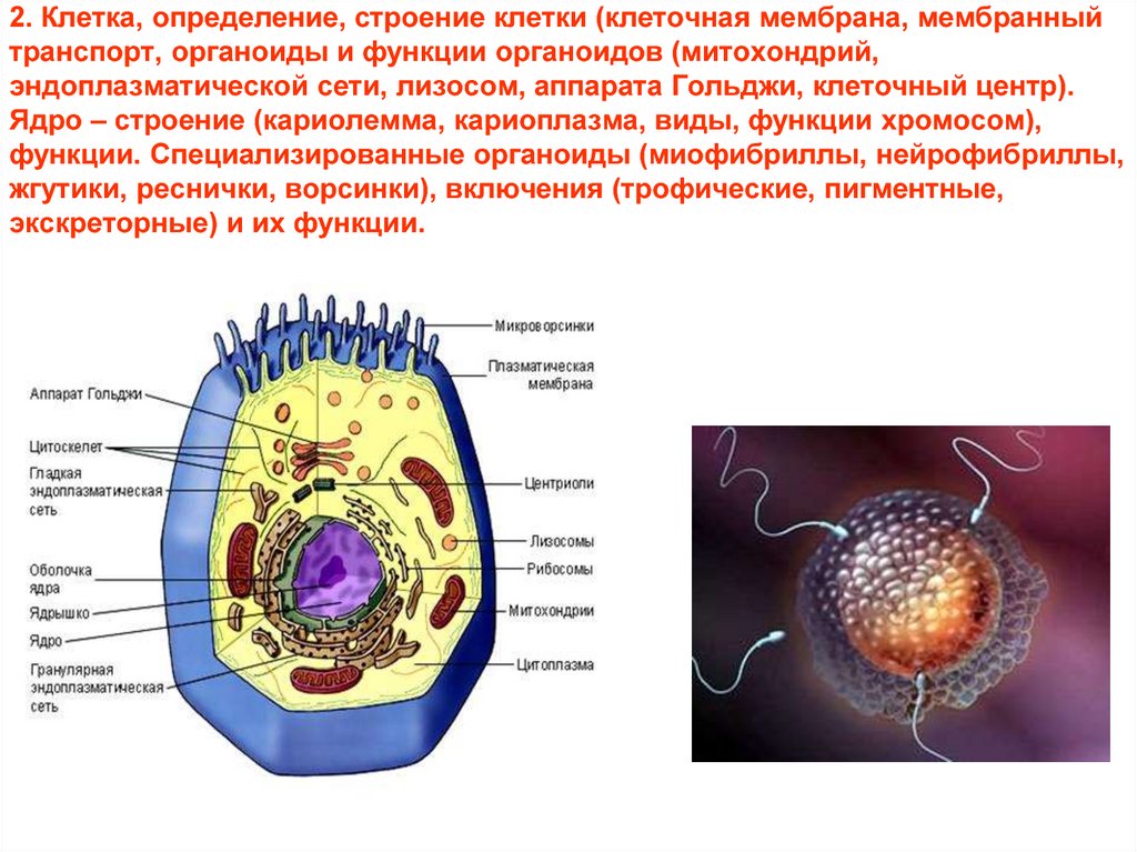 Транспорт органоидов клетки. Какими цифрами обозначены следующие клеточные органоиды. Клеточный центр ядрышко митохондрии. Какими цифрами на рисунке обозначены следующие клеточные органоиды. Какими цифрами на рисунке обозначены клеточные органоиды.