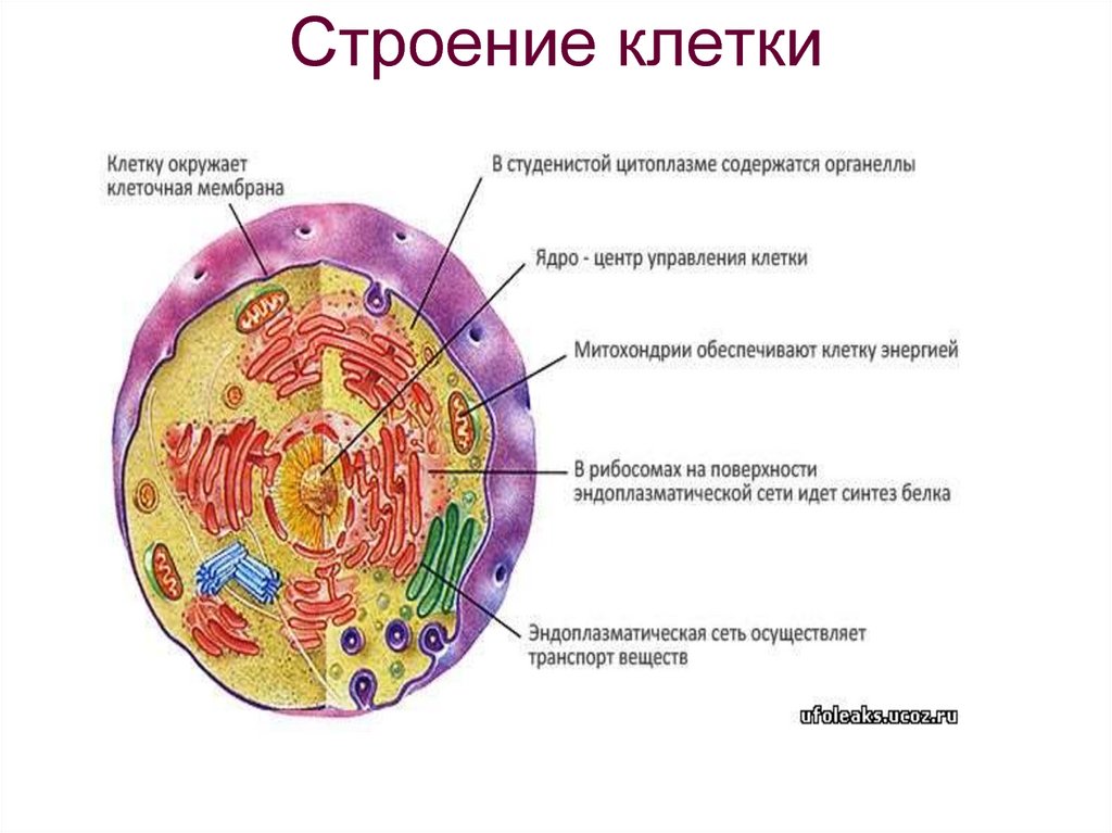 Составляющие любой клетки. Органеллы цитоплазмы гистология. Строение клетки мембрана цитоплазма органоиды ядро. Основы цитологии клетка строение и жизненный. Цитология строение животной клетки.