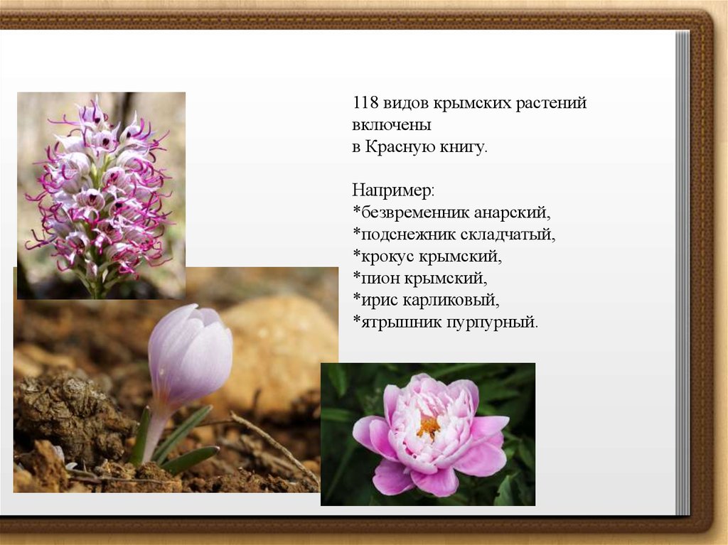 118 видов крымских растений включены в Красную книгу. Например: *безвременник анарский, *подснежник складчатый, *крокус