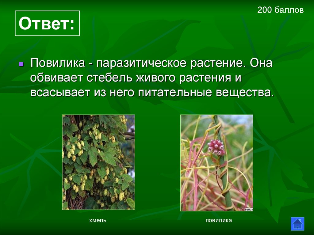 Повилика консумент. Повилика растение паразит. Повилика растение паразит семена. Повилика растение описание. Растение паразит повилика сообщение.