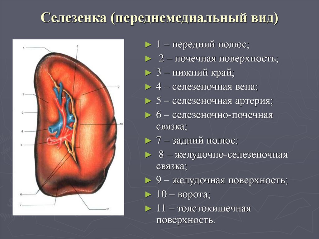 Селезенка это орган. Строение селезенки. Строение человека селезенка. Анатомическое строение селезенки человека. Диафрагмальная поверхность селезенки.
