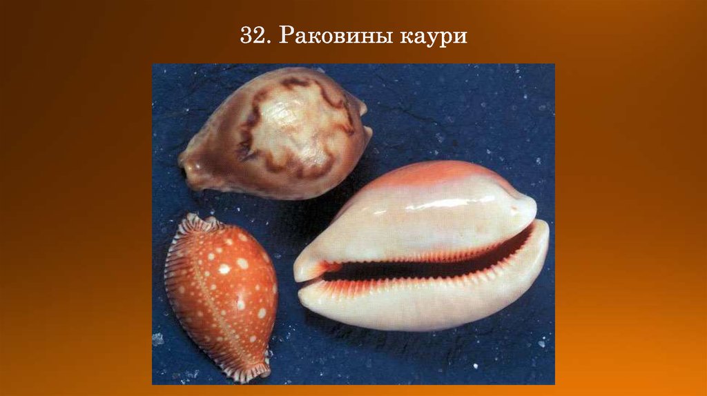 32. Раковины каури