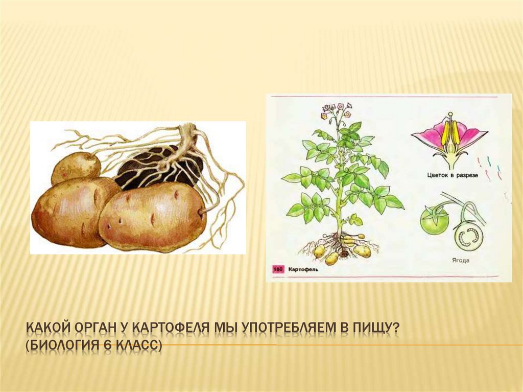 Вегетативные органы картофеля