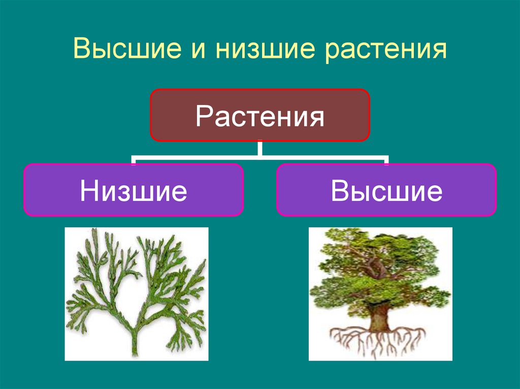 Высшие растения схема