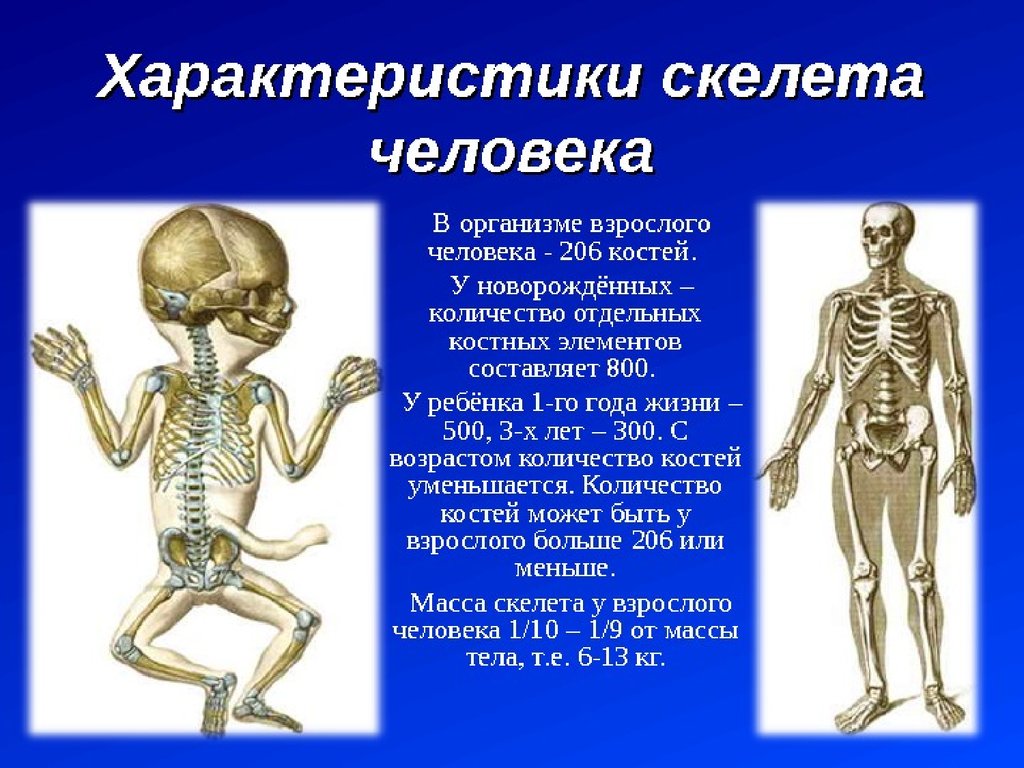Скелет организации. Кол во костей в человеке. Сколько косетц у человека?. Сколько костнй учнловека. Сколько костей учеовека.