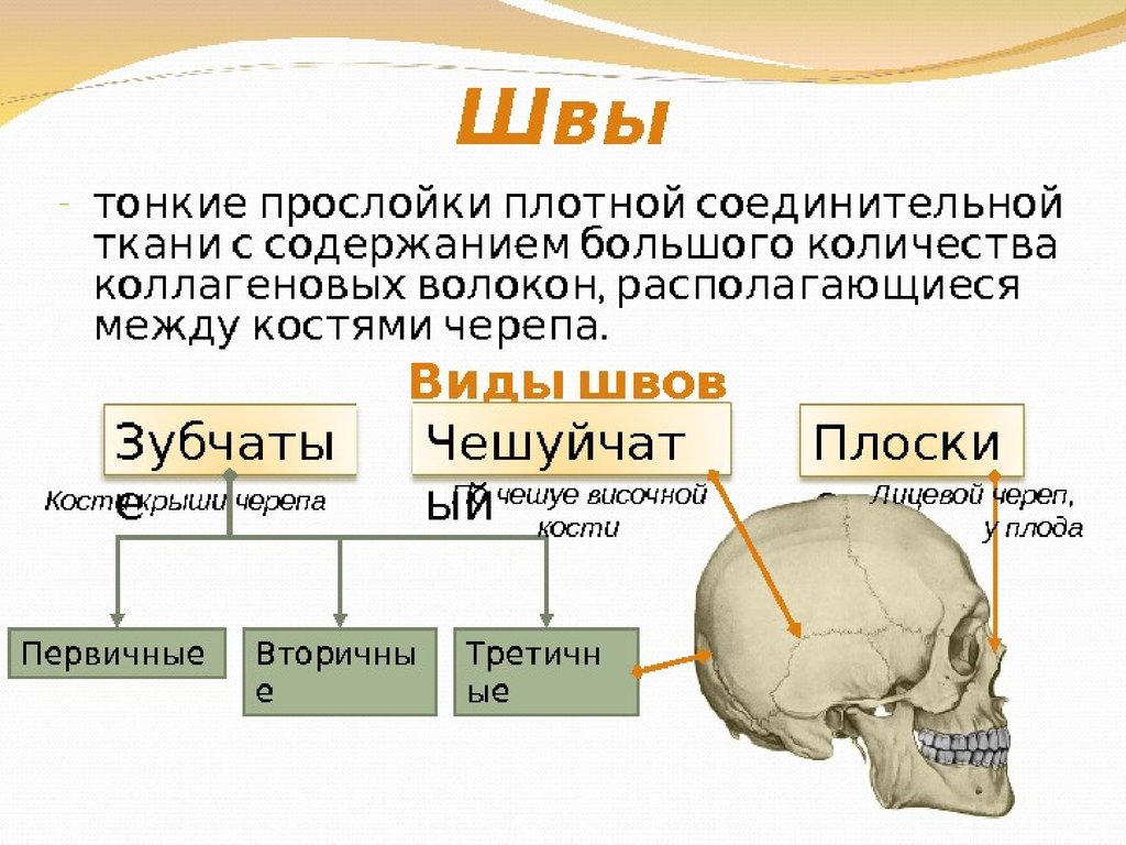 Костная система презентация