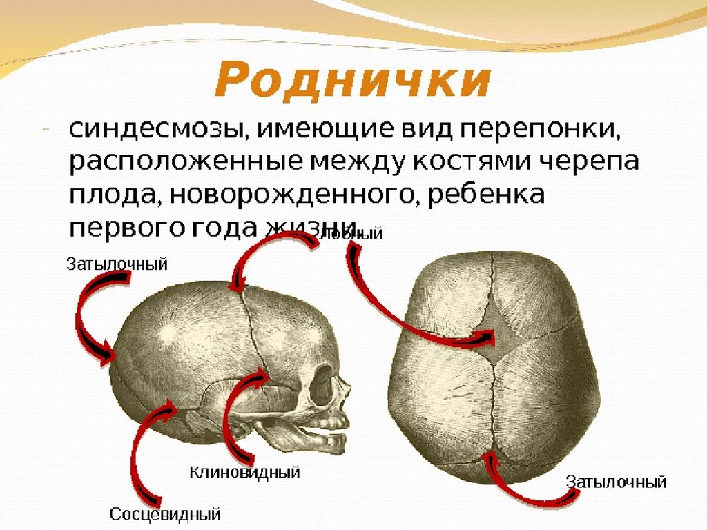 Роднички какие. Соединение костям черепа роднички. Соединения костей черепа анатомия швы. Соединения костей черепа швы роднички. Соединения костей черепа синдесмозы роднички.