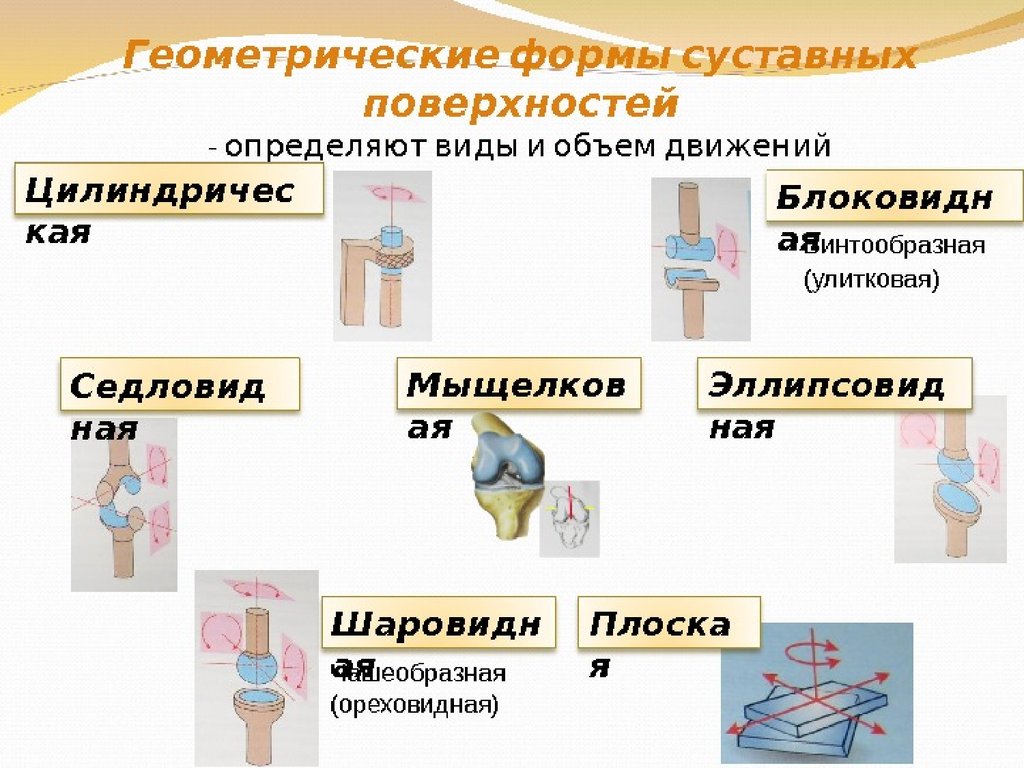 Формы суставов. Геометрические формы суставных поверхностей. Геометрические формы суставных поверхностей определяют. Сустава и форме суставных поверхностей. По форме суставы бывают.