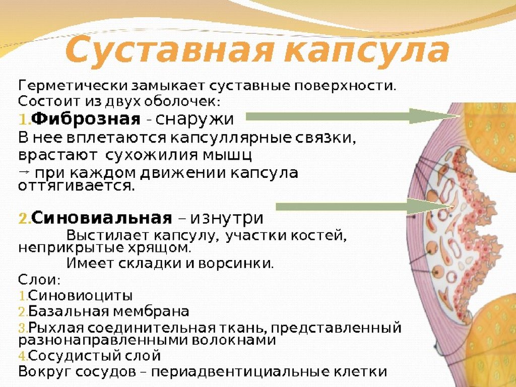 Суставная капсула. Суставная капсула синовиальная оболочка. Суставная капсула фиброзный слой. Суставная капсула состоит. Строение суставной капсулы.