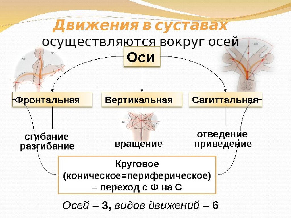 Вокруг называть. Оси вращения суставов в анатомии. Перечислите основные движения в суставах. Оси вращения и движения в суставах. Плоскости движения суставов.