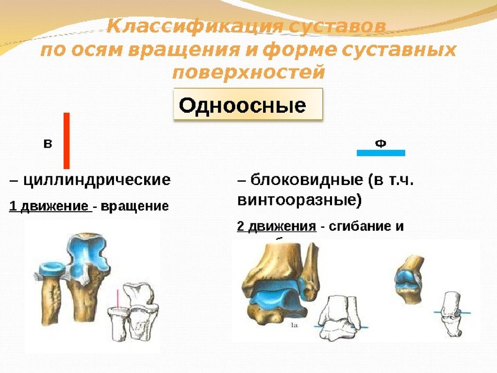 Группы суставов. Одноосный блоковидный сустав. Блоковидный сустав функции. Классификация суставов анатомия. Блоковидный сустав оси.