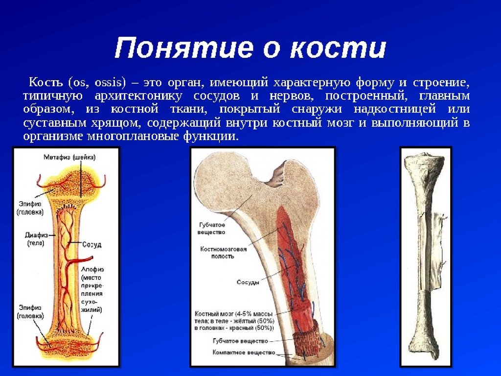 Место кости. Кость. Строение трубчатой кости большеберцовой. Понятие кость. Кость и ее строение.