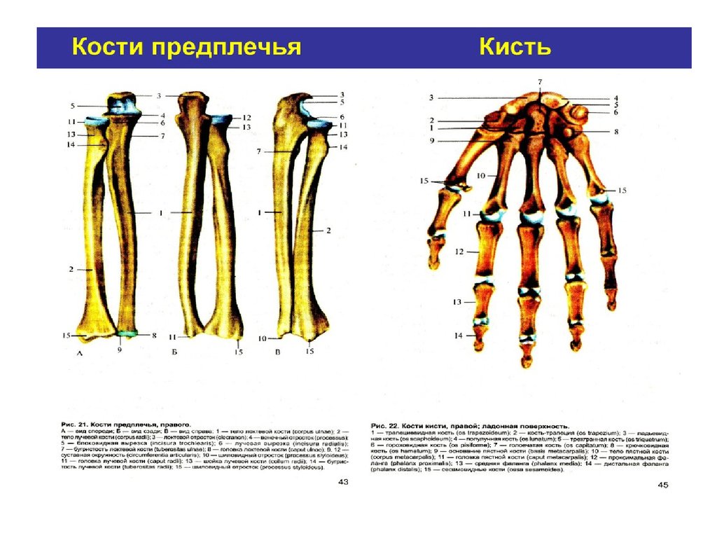 Схема костей предплечья